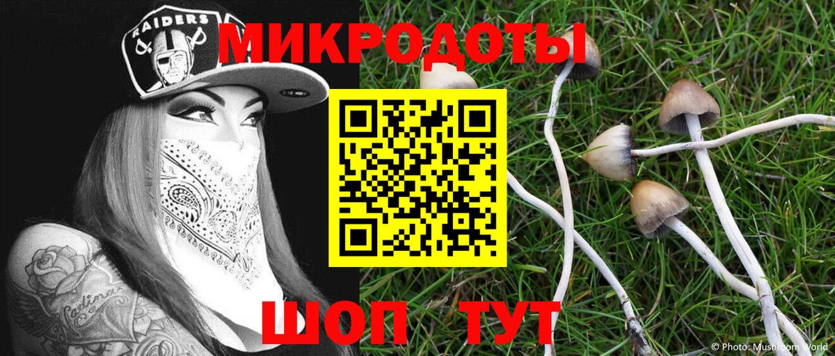 Галлюциногенные грибы Psilocybe Таганрог