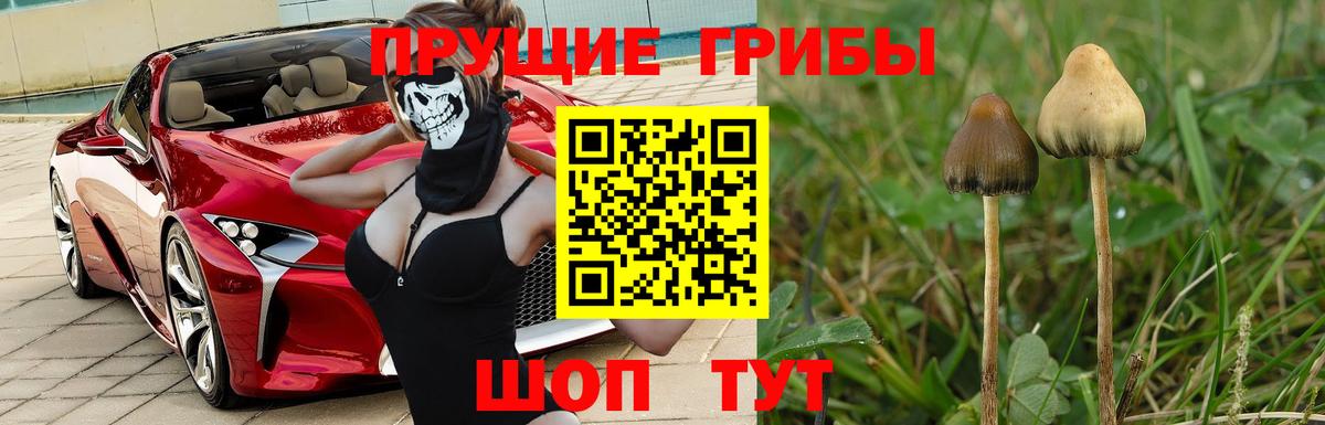 наркошоп  Вход с VPN  Таганрог  Галлюциногенные грибы Psilocybe 